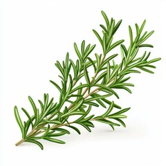 Fototapeta premium Fresh sprig of rosemary with needle-like leaves isolated on white background