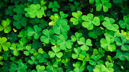 Clover Leaves for Green background with three-leaved shamrocks. st patrick's day background, holiday symbol, Earth Day