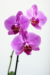 Fototapeta premium Purple Phalaenopsis orchid flowers on white background, background, bloom