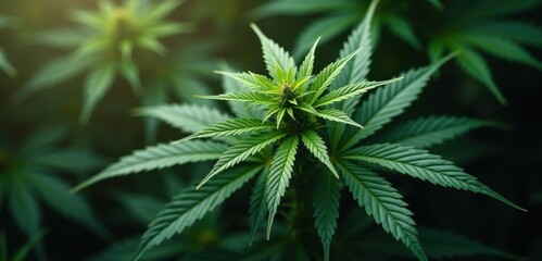 Close-up of lush cannabis leaves, symbolizing growth and potential in the growing cannabis industry. Perfect for business, wellness, and agricultural themes.