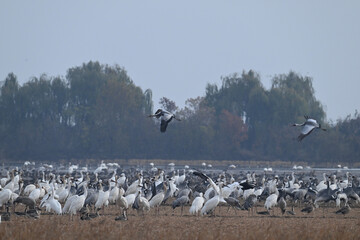 Obraz premium snow geese in flight