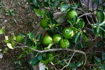 Green lemons are on the tree. an excellent source of vitamin C.