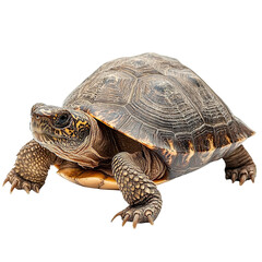 Obraz premium Angled view full body shot of an extremely perfect looking single Snapping Turtle isolated on a white transparent background