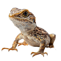 Naklejka premium Angled view full body shot of an extremely perfect looking single Sand Lizard isolated on a white transparent background