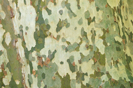 Close-up of the camouflage-like bark of the plane tree in Southern France. Tree bark texture background.	