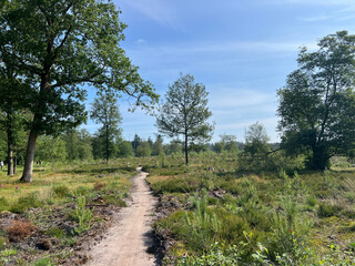 MTB track in Appelscha, Friesland