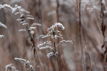 Frozen plants in the garden in winter. Natural winter landscape.