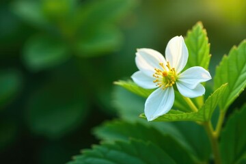 White strawberry flower with curved stem and green leaves, white, strawberry, leaves