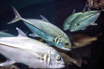 Bigeye trevally jack silver fish (Caranx sexfasciatus) swimming in sea, selective focus