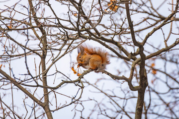A Eurasian red squirrel high in a tree among the branches eating maple seeds. A winter scene showing the cold weather and feeding of mammals in the wild.