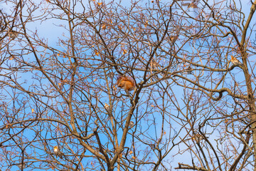A Eurasian red squirrel high in a tree among the branches eating maple seeds. A winter scene showing the cold weather and feeding of mammals in the wild.