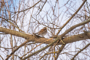 A fieldfare Turdus pilaris perched on a snowy tree branch in winter. Beautiful detailed close up of this wild bird in its natural habitat.