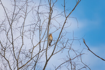 A fieldfare Turdus pilaris perched on a snowy tree branch in winter. Beautiful detailed close up of this wild bird in its natural habitat.