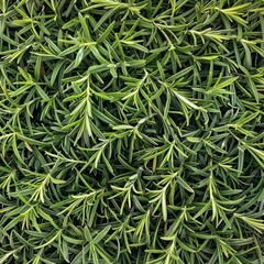 Fresh rosemary twig texture background, green rosemary sprig pattern, seasoning twigs banner