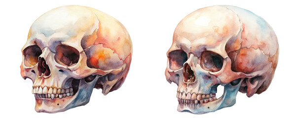 Watercolor skull illustration, anatomical details, medical art, educational purposes, artistic rendering, realistic textures.