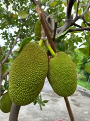 Jackfruit scientific name Artocarpus heterophyllus, jackfruit is hanging on jackfruit tree.