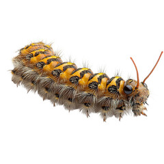 Obraz premium Angled view full-body shot of an extremely perfect-looking single Tent Caterpillar isolated on a white transparent background