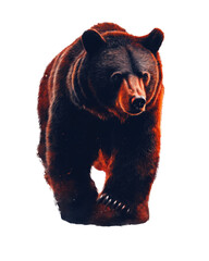 Fototapeta premium A bear is walking on a white background