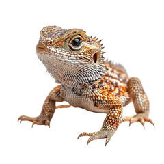 Fototapeta premium Angled view full-body shot of an extremely perfect-looking single Texas Spiny Lizard isolated on a white transparent background