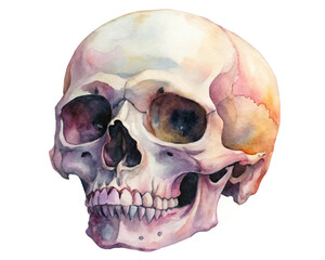 Watercolor skull illustration, artistic anatomy study, colorful details, medical art, educational purpose.