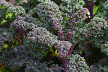 Red kale (leaf cabbage) growing in the garden bed (selective focus)