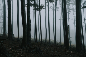 Dark nature after the rain. Mist in the Melancholic Forest
