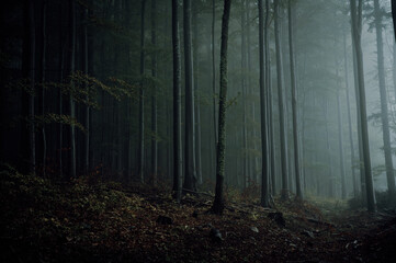 Gloomy and Mysterious Carpathian forest in misty evening.