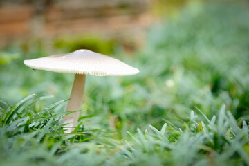 solitary mushroom stands tall amidst a bed of lush green grass, its delicate cap and slender stem contrasting with the surrounding foliage