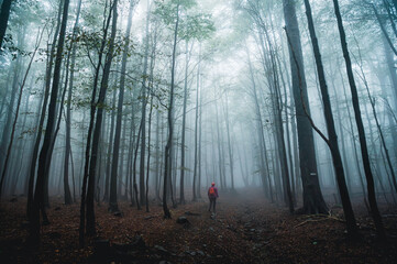 Obraz premium Female hiker in Depressing and Dark summer misty forest