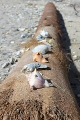 Seashells on driftwood under sunlight