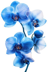 A bouquet of blue and white orchid flowers