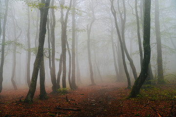 Orange and green forest in the mist. Layers of trees blur into the fog. Summer forest after the...