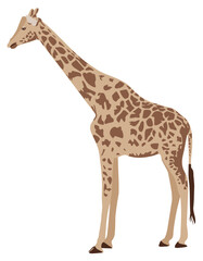 Naklejka premium Tall Giraffe isolated on white background. Savannah standing brown spotted Rothschilds girafe drawing cut out icon, profile view. Safari southern hoofed mammal side view, vector flat design eps 10