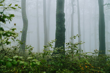 Green melancholic misty forest after the rain. Trees hidden in fog