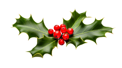 Holly leaves with red berries on a transparent background PNG.
