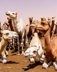 Nouakchott camel market, camels waiting to be traded
