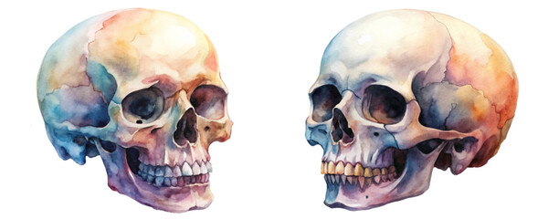 Watercolor skull illustration, artistic rendering, anatomical study, colorful design, medical art, educational purpose.
