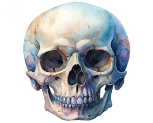 Obraz premium Watercolor skull illustration, artistic style, vibrant colors, medical anatomy, educational purposes, decorative art.