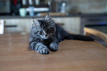 Gray white Maine coon cat portrait