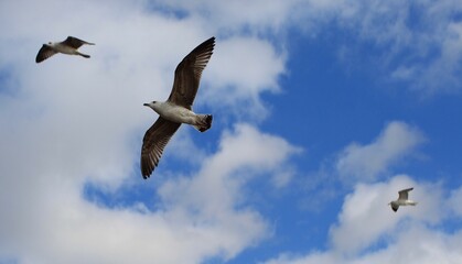 seagull in flight