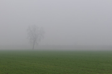 Po Valley fog landscape panorama vision trees