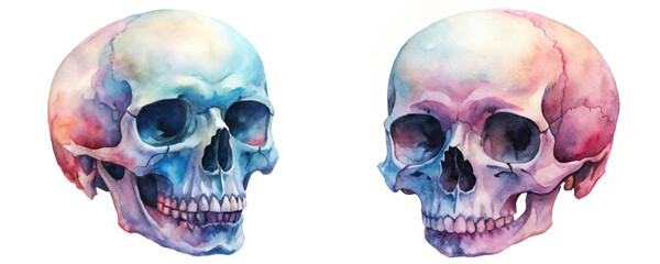 Watercolor skull illustration, vibrant color palette, artistic style, anatomical study, decorative art piece.