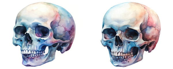 Watercolor skull illustration, vibrant colors, artistic style, anatomy study, educational purpose, creative design.