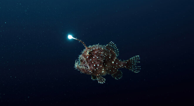 Deep Sea Anglerfish with Bioluminescent Lure in Dark Waters