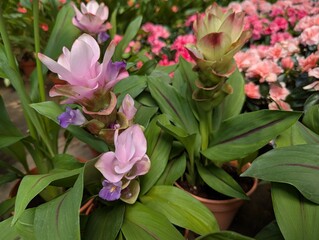 Pink and purple flowers of Curcuma (tumeric)