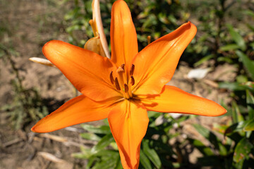 Orange lily flower in the flower farm 