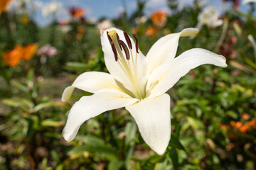 Obraz premium White lily flower in summer