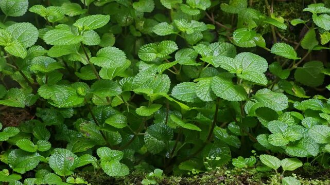 Pilea nummulariifolia (Creeping Charlie) in the garden.