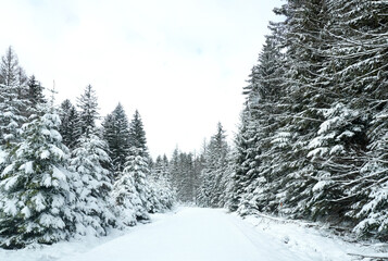 Beautiful winter fairytale landscape photo with snow covered pine trees