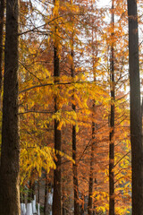 autumn trees in the park